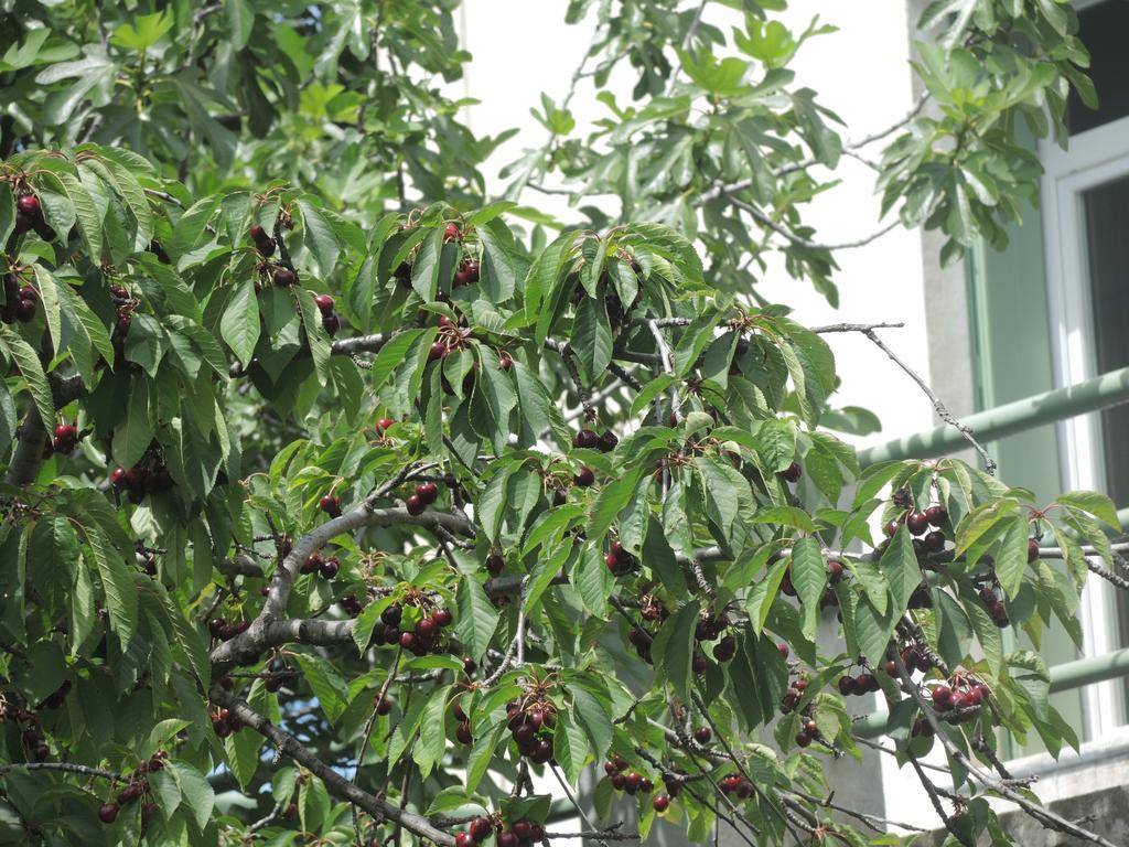 贝尔维尤度假屋 普拉德 外观 照片